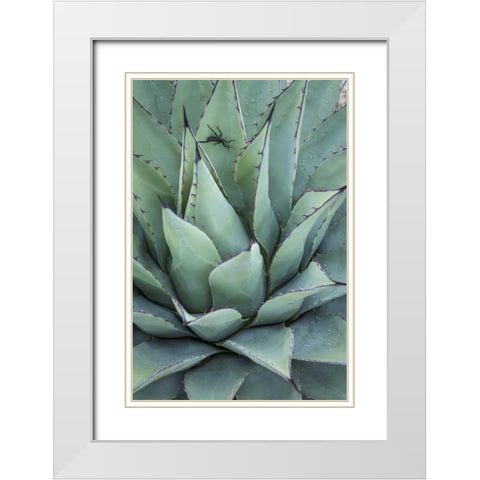 Texas, Guadalupe Mountain New Mexico agave plant White Modern Wood Framed Art Print with Double Matting by Paulson, Don