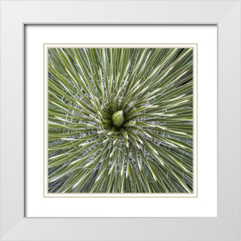 Texas, Guadalupe Mountains Soap tree yucca plant White Modern Wood Framed Art Print with Double Matting by Paulson, Don