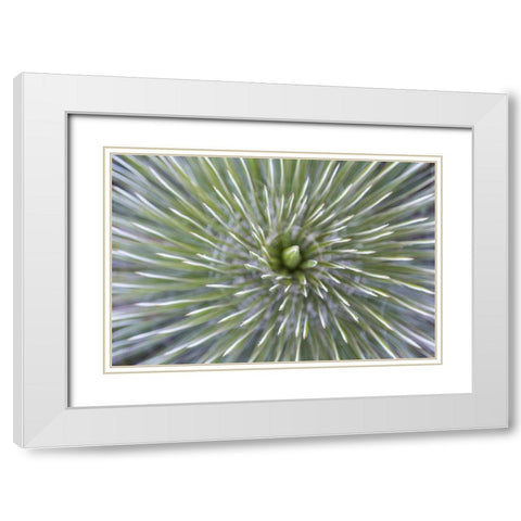 TX, Guadalupe Mountains NP Soap tree yucca plant White Modern Wood Framed Art Print with Double Matting by Paulson, Don