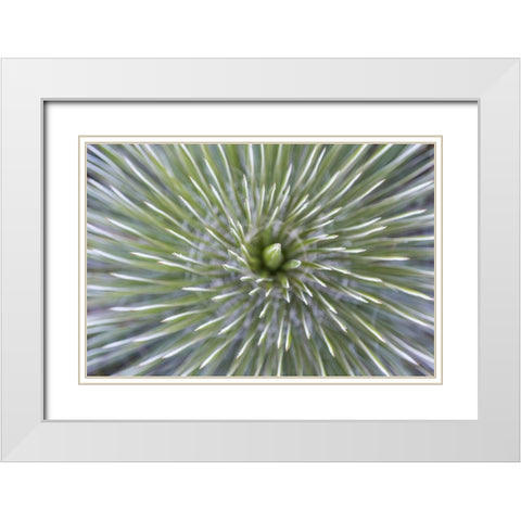 TX, Guadalupe Mountains NP Soap tree yucca plant White Modern Wood Framed Art Print with Double Matting by Paulson, Don