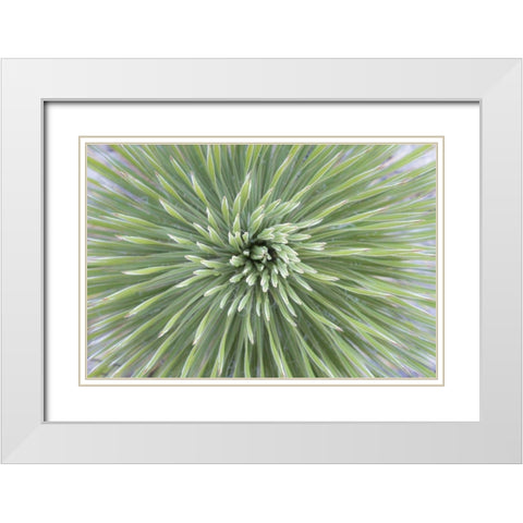 Texas, Guadalupe Mountains Soap tree yucca plant White Modern Wood Framed Art Print with Double Matting by Paulson, Don