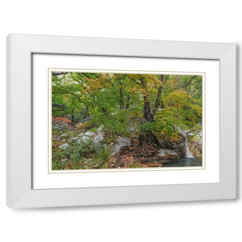 Texas, Guadalupe Mountains NP Smith Spring White Modern Wood Framed Art Print with Double Matting by Paulson, Don
