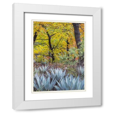 Texas, Guadalupe Mountains NP McKittrick Canyon White Modern Wood Framed Art Print with Double Matting by Paulson, Don