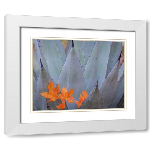 TX, Guadalupe Mts NP Bigtooth maple leaves White Modern Wood Framed Art Print with Double Matting by Paulson, Don