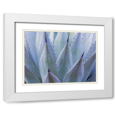 TX, Guadalupe Mts NP New Mexican agave plant White Modern Wood Framed Art Print with Double Matting by Paulson, Don
