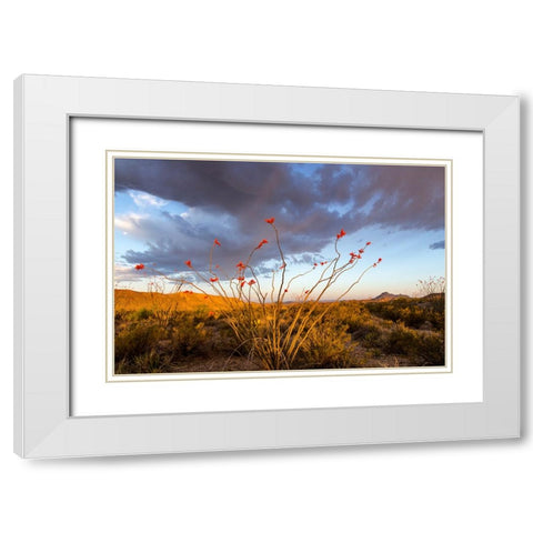 Ocotillo in Bloom At Sunrise White Modern Wood Framed Art Print with Double Matting by Haney, Chuck