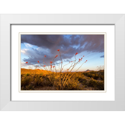 Ocotillo in Bloom At Sunrise White Modern Wood Framed Art Print with Double Matting by Haney, Chuck