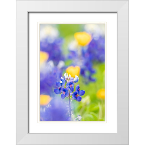 Johnson City-Texas-USA-Bluebonnet wildflowers in the Texas Hill Country White Modern Wood Framed Art Print with Double Matting by Wilson, Emily M.