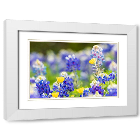 Johnson City-Texas-USA-Bluebonnet wildflowers in the Texas Hill Country White Modern Wood Framed Art Print with Double Matting by Wilson, Emily M.