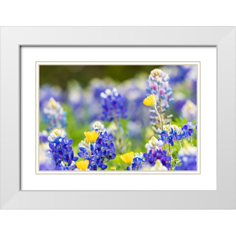 Johnson City-Texas-USA-Bluebonnet wildflowers in the Texas Hill Country White Modern Wood Framed Art Print with Double Matting by Wilson, Emily M.
