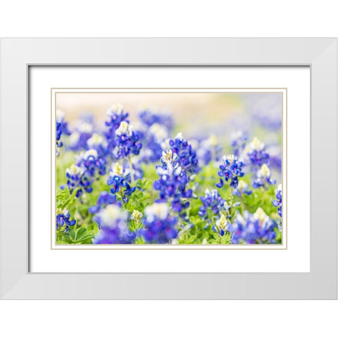 Johnson City-Texas-USA-Bluebonnet wildflowers in the Texas Hill Country White Modern Wood Framed Art Print with Double Matting by Wilson, Emily M.