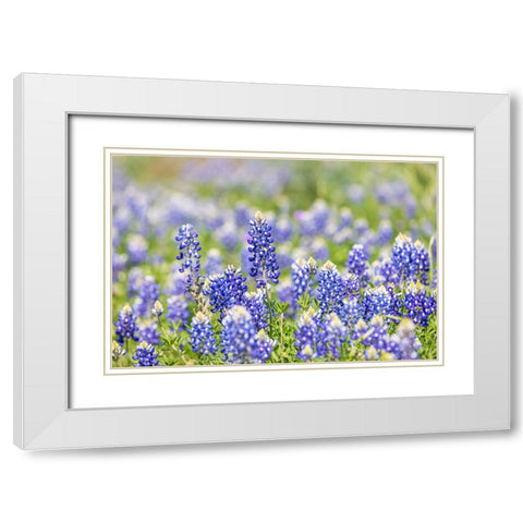 Johnson City-Texas-USA-Bluebonnet wildflowers in the Texas Hill Country White Modern Wood Framed Art Print with Double Matting by Wilson, Emily M.