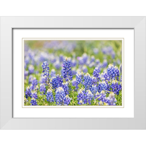 Johnson City-Texas-USA-Bluebonnet wildflowers in the Texas Hill Country White Modern Wood Framed Art Print with Double Matting by Wilson, Emily M.