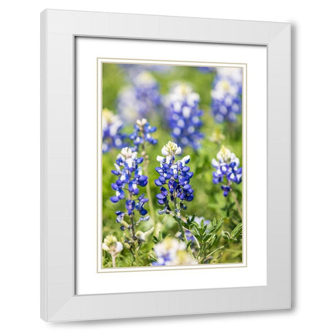 Johnson City-Texas-USA-Bluebonnet wildflowers in the Texas Hill Country White Modern Wood Framed Art Print with Double Matting by Wilson, Emily M.
