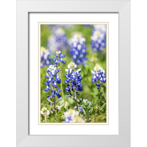Johnson City-Texas-USA-Bluebonnet wildflowers in the Texas Hill Country White Modern Wood Framed Art Print with Double Matting by Wilson, Emily M.