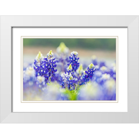 Spicewood-Texas-USA-Bluebonnet wildflowers in the Texas Hill Country White Modern Wood Framed Art Print with Double Matting by Wilson, Emily M.