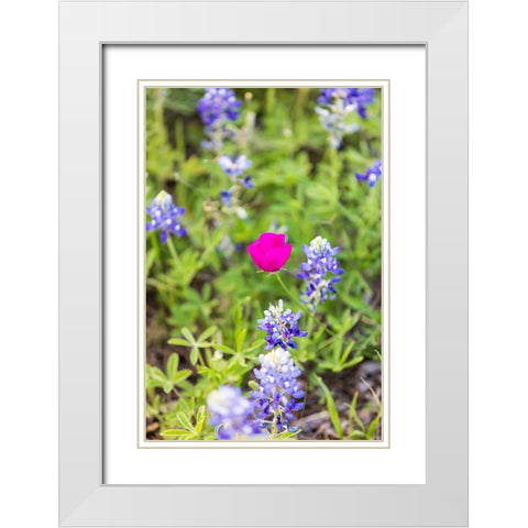 Llano-Texas-USA-Bluebonnet and Winecup wildflowers in the Texas Hill Country White Modern Wood Framed Art Print with Double Matting by Wilson, Emily M.