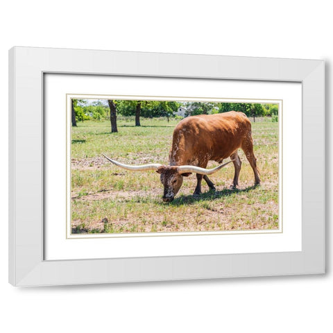 Marble Falls-Texas-USA-Longhorn cattle in the Texas Hill Country White Modern Wood Framed Art Print with Double Matting by Wilson, Emily M.