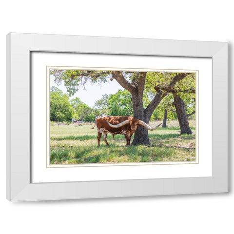 Marble Falls-Texas-USA-Longhorn cattle in the Texas Hill Country White Modern Wood Framed Art Print with Double Matting by Wilson, Emily M.