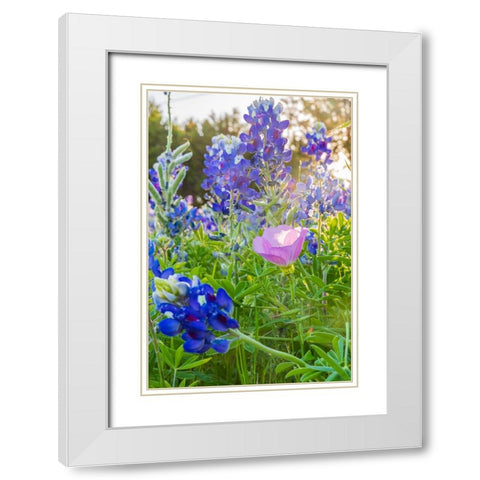 Lampasas-Texas-USA-Pink Evening Primrose and Bluebonnet wildflowers in the Texas Hill Country White Modern Wood Framed Art Print with Double Matting by Wilson, Emily M.