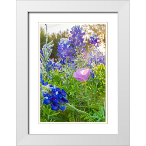 Lampasas-Texas-USA-Pink Evening Primrose and Bluebonnet wildflowers in the Texas Hill Country White Modern Wood Framed Art Print with Double Matting by Wilson, Emily M.
