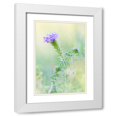 Lampasas-Texas-USA-Prairie Verbena wildflowers in the Texas Hill Country White Modern Wood Framed Art Print with Double Matting by Wilson, Emily M.