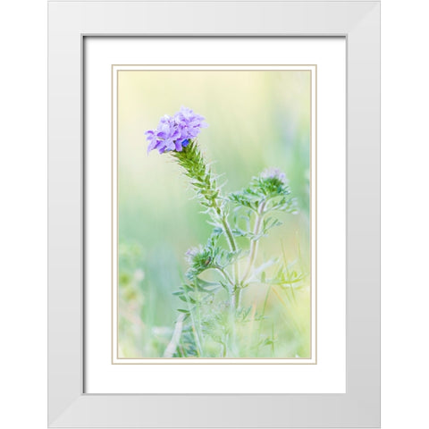 Lampasas-Texas-USA-Prairie Verbena wildflowers in the Texas Hill Country White Modern Wood Framed Art Print with Double Matting by Wilson, Emily M.