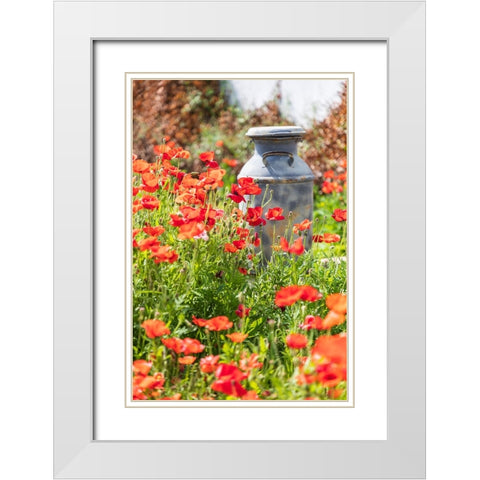 Castroville-Texas-USA-Old milk jug in poppies in the Texas Hill Country White Modern Wood Framed Art Print with Double Matting by Wilson, Emily M.