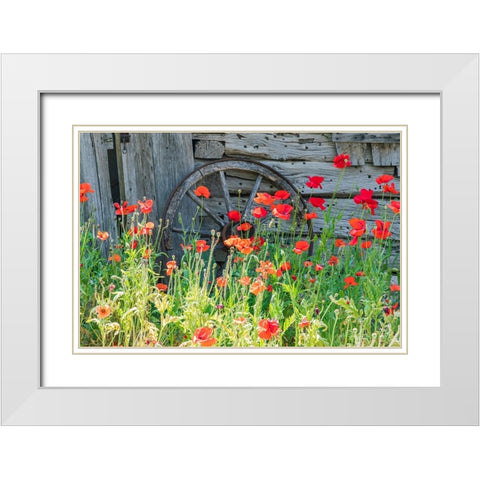 Castroville-Texas-USA-Poppies and historic buildings in the Texas Hill Country White Modern Wood Framed Art Print with Double Matting by Wilson, Emily M.