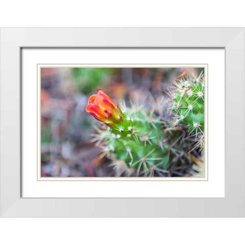 Castroville-Texas-USA-Prickly pear flower in the Texas Hill Country White Modern Wood Framed Art Print with Double Matting by Wilson, Emily M.