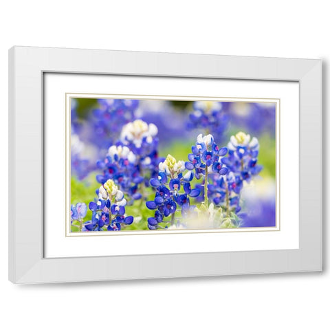 Johnson City-Texas-USA-Bluebonnet wildflowers in the Texas Hill Country White Modern Wood Framed Art Print with Double Matting by Wilson, Emily M.