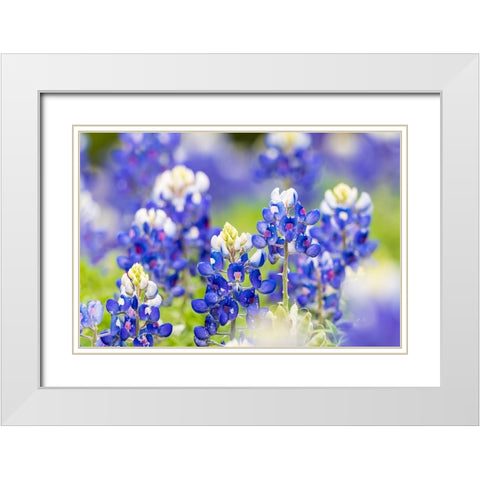 Johnson City-Texas-USA-Bluebonnet wildflowers in the Texas Hill Country White Modern Wood Framed Art Print with Double Matting by Wilson, Emily M.