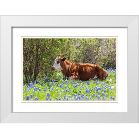 Johnson City-Texas-USA-Cow in bluebonnet wildflowers in the Texas Hill Country White Modern Wood Framed Art Print with Double Matting by Wilson, Emily M.