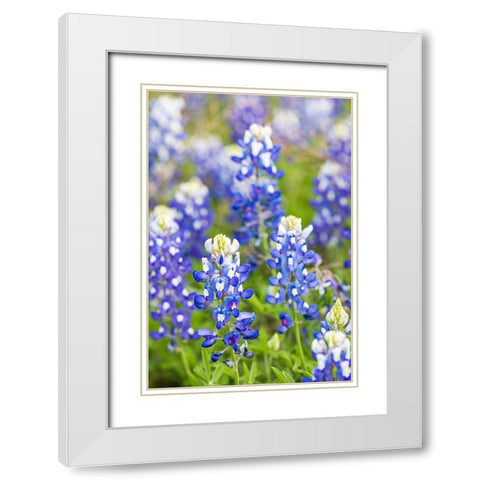 Johnson City-Texas-USA-Bluebonnet wildflowers in the Texas Hill Country White Modern Wood Framed Art Print with Double Matting by Wilson, Emily M.