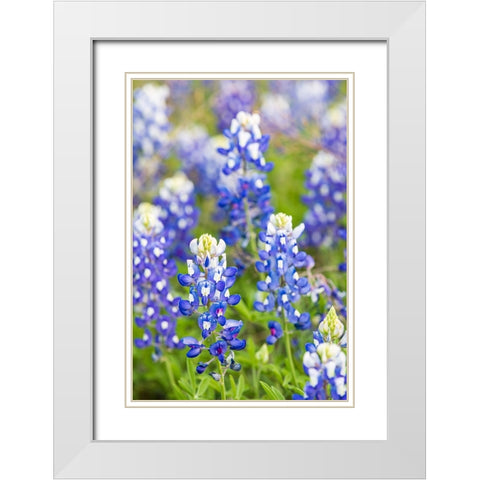 Johnson City-Texas-USA-Bluebonnet wildflowers in the Texas Hill Country White Modern Wood Framed Art Print with Double Matting by Wilson, Emily M.