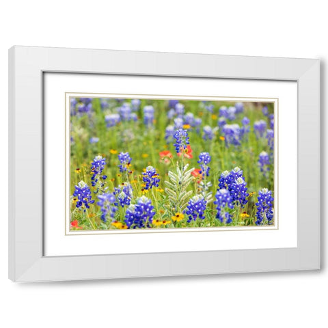 Llano-Texas-USA-Bluebonnet and other wildflowers in the Texas Hill Country White Modern Wood Framed Art Print with Double Matting by Wilson, Emily M.