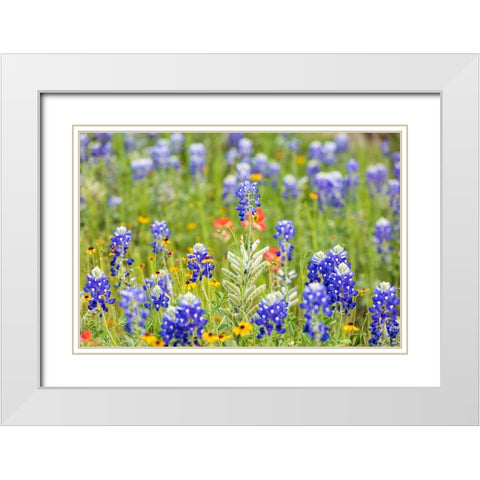 Llano-Texas-USA-Bluebonnet and other wildflowers in the Texas Hill Country White Modern Wood Framed Art Print with Double Matting by Wilson, Emily M.