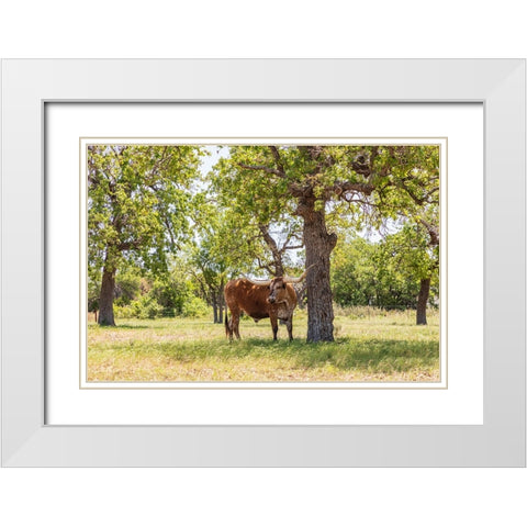 Marble Falls-Texas-USA-Longhorn cattle in the Texas Hill Country White Modern Wood Framed Art Print with Double Matting by Wilson, Emily M.