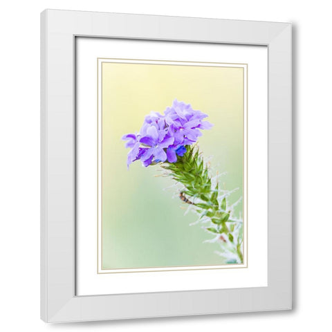 Lampasas-Texas-USA-Prairie Verbena wildflowers in the Texas Hill Country White Modern Wood Framed Art Print with Double Matting by Wilson, Emily M.