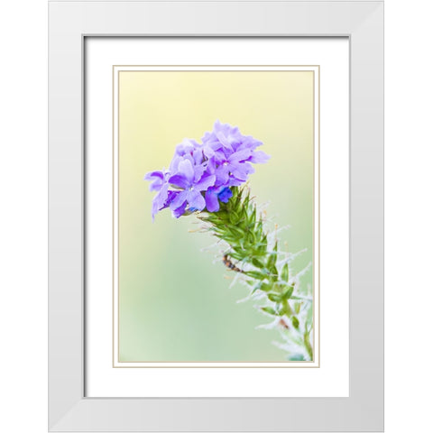 Lampasas-Texas-USA-Prairie Verbena wildflowers in the Texas Hill Country White Modern Wood Framed Art Print with Double Matting by Wilson, Emily M.
