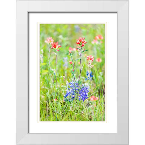 Llano-Texas-USA-Indian Paintbrush and Bluebonnet wildflowers in the Texas Hill Country White Modern Wood Framed Art Print with Double Matting by Wilson, Emily M.