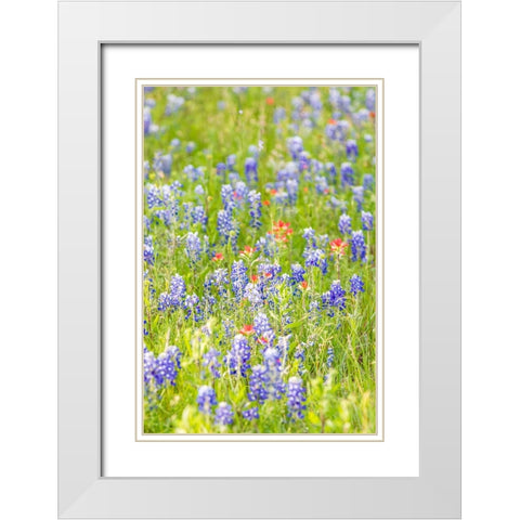 Llano-Texas-USA-Indian Paintbrush and Bluebonnet wildflowers in the Texas Hill Country White Modern Wood Framed Art Print with Double Matting by Wilson, Emily M.