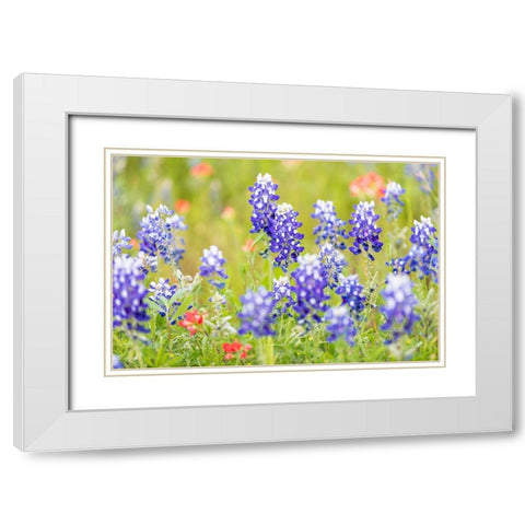 Llano-Texas-USA-Indian Paintbrush and Bluebonnet wildflowers in the Texas Hill Country White Modern Wood Framed Art Print with Double Matting by Wilson, Emily M.