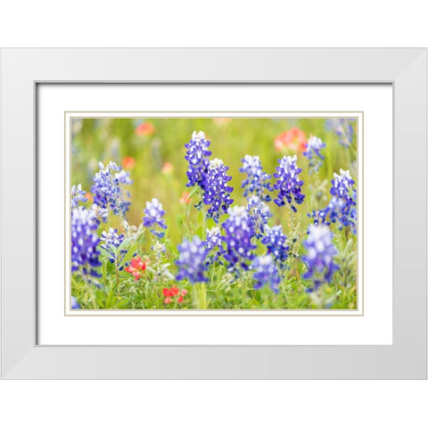 Llano-Texas-USA-Indian Paintbrush and Bluebonnet wildflowers in the Texas Hill Country White Modern Wood Framed Art Print with Double Matting by Wilson, Emily M.
