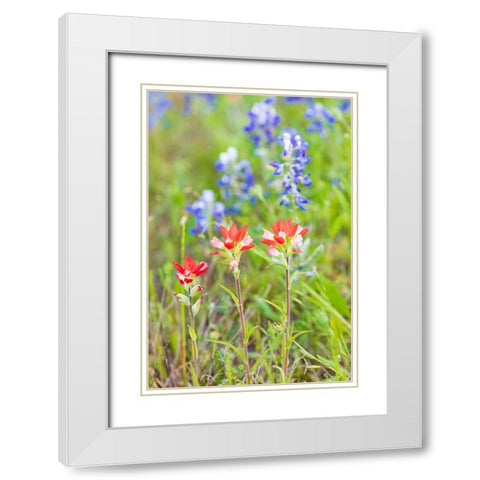 Llano-Texas-USA-Indian Paintbrush and Bluebonnet wildflowers in the Texas Hill Country White Modern Wood Framed Art Print with Double Matting by Wilson, Emily M.