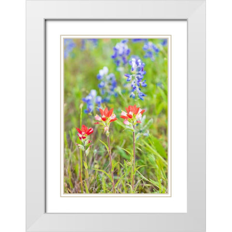 Llano-Texas-USA-Indian Paintbrush and Bluebonnet wildflowers in the Texas Hill Country White Modern Wood Framed Art Print with Double Matting by Wilson, Emily M.