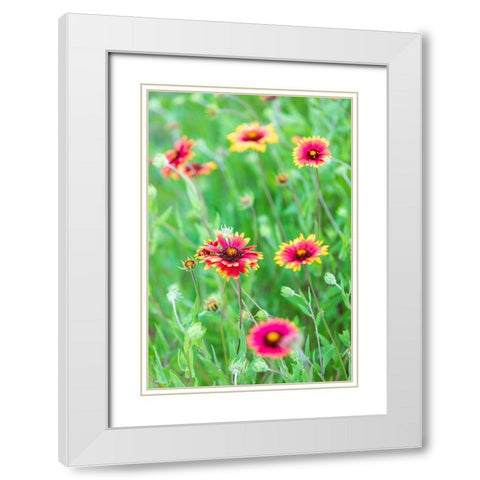 Llano-Texas-USA-Indian Blanket wildflowers in the Texas Hill Country White Modern Wood Framed Art Print with Double Matting by Wilson, Emily M.
