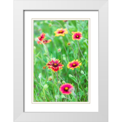 Llano-Texas-USA-Indian Blanket wildflowers in the Texas Hill Country White Modern Wood Framed Art Print with Double Matting by Wilson, Emily M.