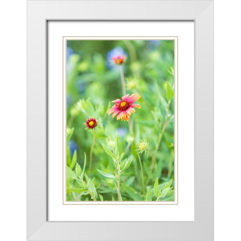 Llano-Texas-USA-Indian Blanket wildflowers in the Texas Hill Country White Modern Wood Framed Art Print with Double Matting by Wilson, Emily M.