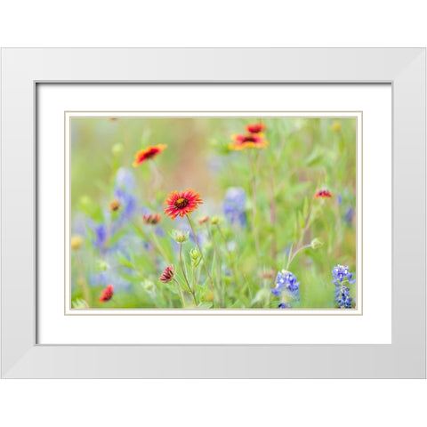Llano-Texas-USA-Indian Blanket and Bluebonnet wildflowers in the Texas Hill Country White Modern Wood Framed Art Print with Double Matting by Wilson, Emily M.